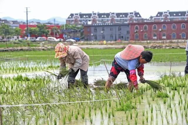 低成本小生意都有哪些（在农村月收入过万的几个小生意）-春生副业网 