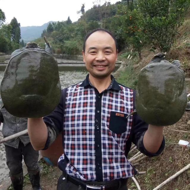 回农村养鳖年收入百万（未来养殖业什么最赚钱农村）-春生副业网 